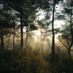 [Classical] Forest (Free To Use)