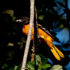 Baltimore Oriole call before he goes to the nest