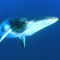 Acoustic Encounters Of A Fin Whale