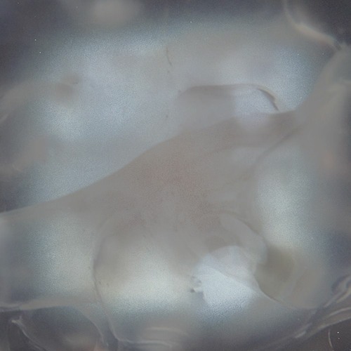 Perila – Licking Stone