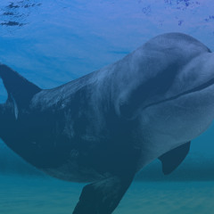 Cyan Hardcore Chamber [159]