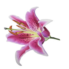 You Are The Flower