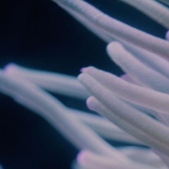 Anemone