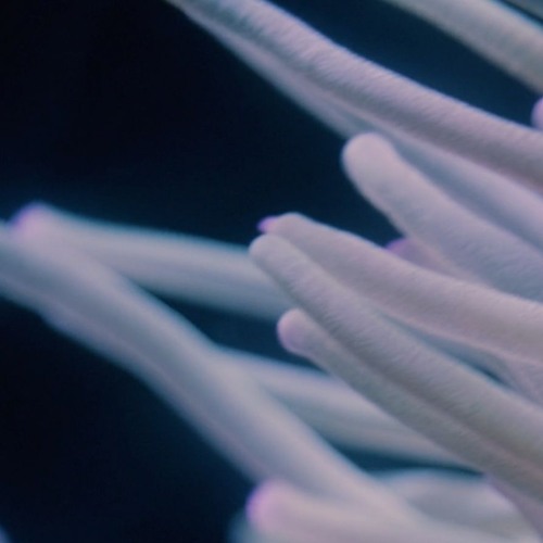 Anemone