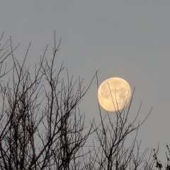 in between dreams viii