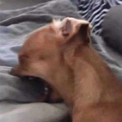 COPYCAT FREESTYLE (IGORSON DISS XD)