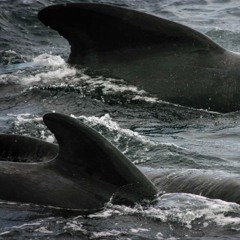 Warpite #1: Grindadráp Memories