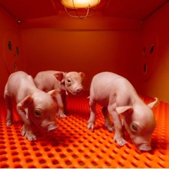 Cat Disgusted Episode 51 Xenotransplantation