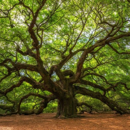 Rooted In Nature- A Guided Meditation For Healing & Intention Setting