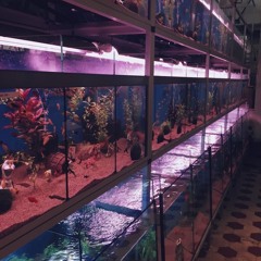 and the Land is Dark