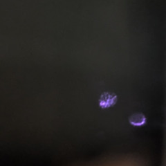 Void Insektoids