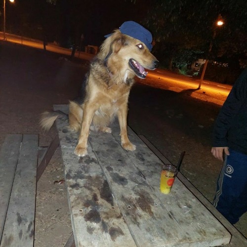 שאיי - ליפול (פליפ)