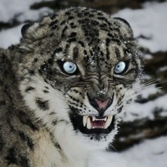 Stars (Prod. Jupiter)