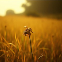 Familiar strangers Rendition