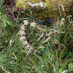 To crush a gilded wing