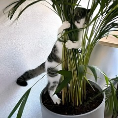 夜猫（TopMedia：英語歌詞）