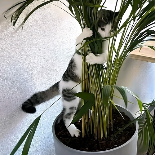 夜猫（TopMedia：英語歌詞）