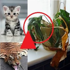 House Cat Communist