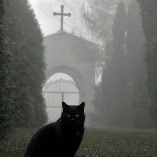 7 Schwarze Katzen (Prod. By NetuH)