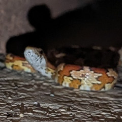 Serpent!