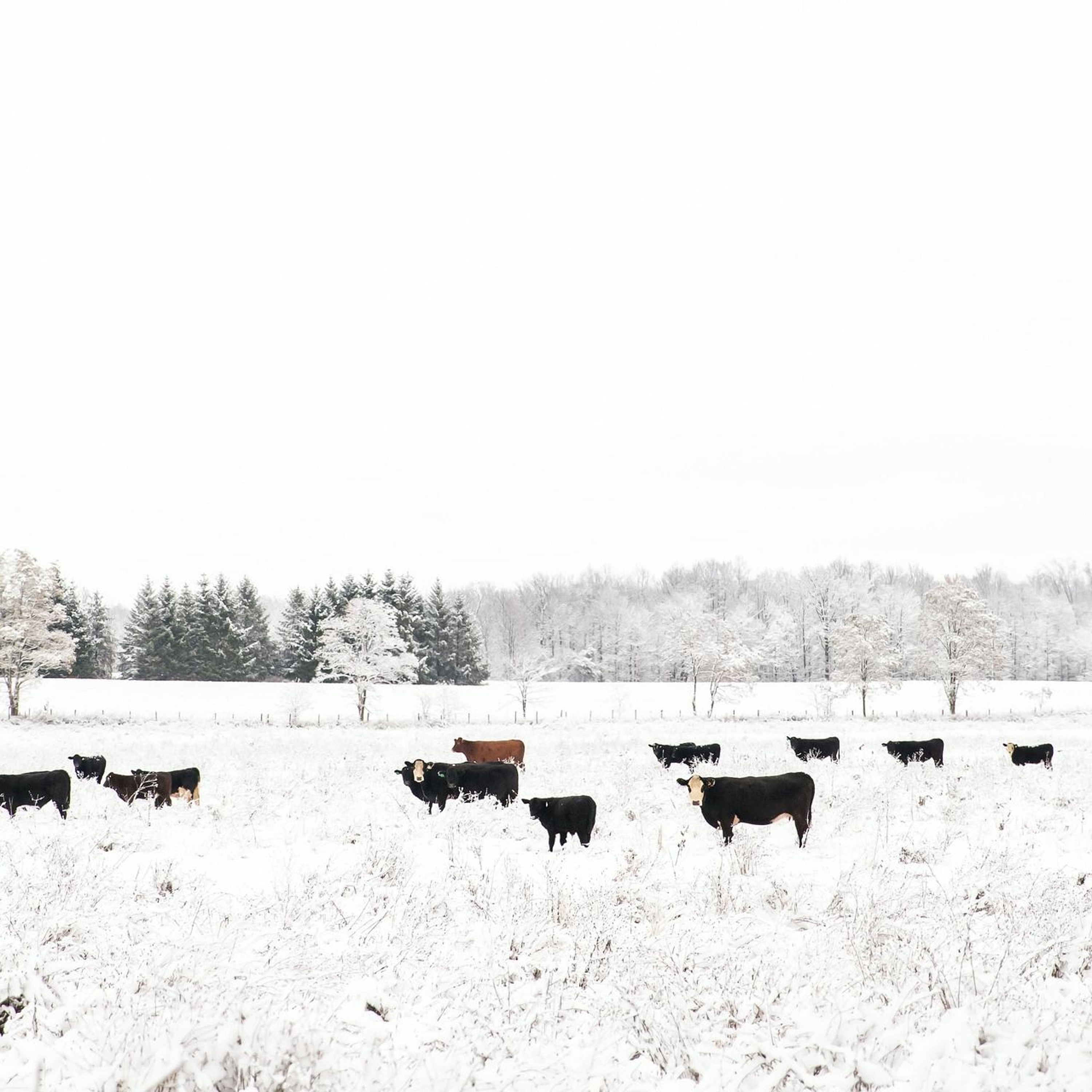 Winter Feeding Systems Can Provide Years of Benefits to Cropland episode artwork