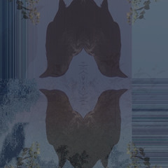 early birds (disquiet0684)