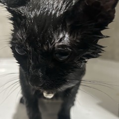 Neat Little Bow Demo.m4a