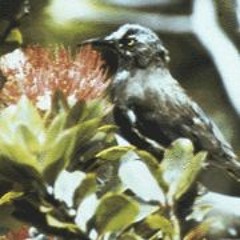 Kauaʻi ʻōʻō