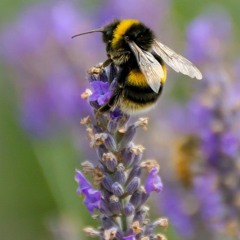 The Bee Flies Anyway