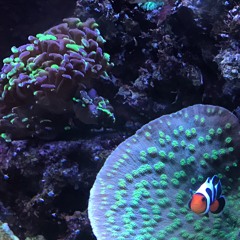 Roller Coaster (prod. Jake The Savior)