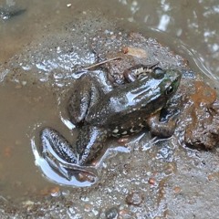 Suburbian Frogdom