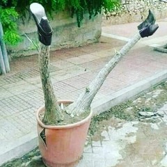 Bailarico