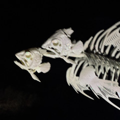 MAGMAOM x VØLK x AYAM - RESPITE [ FREE DL ]