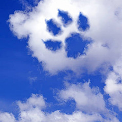 VOLANDO