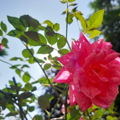 Đi ngang qua những dòng nhật ký của nhau | Chicolus