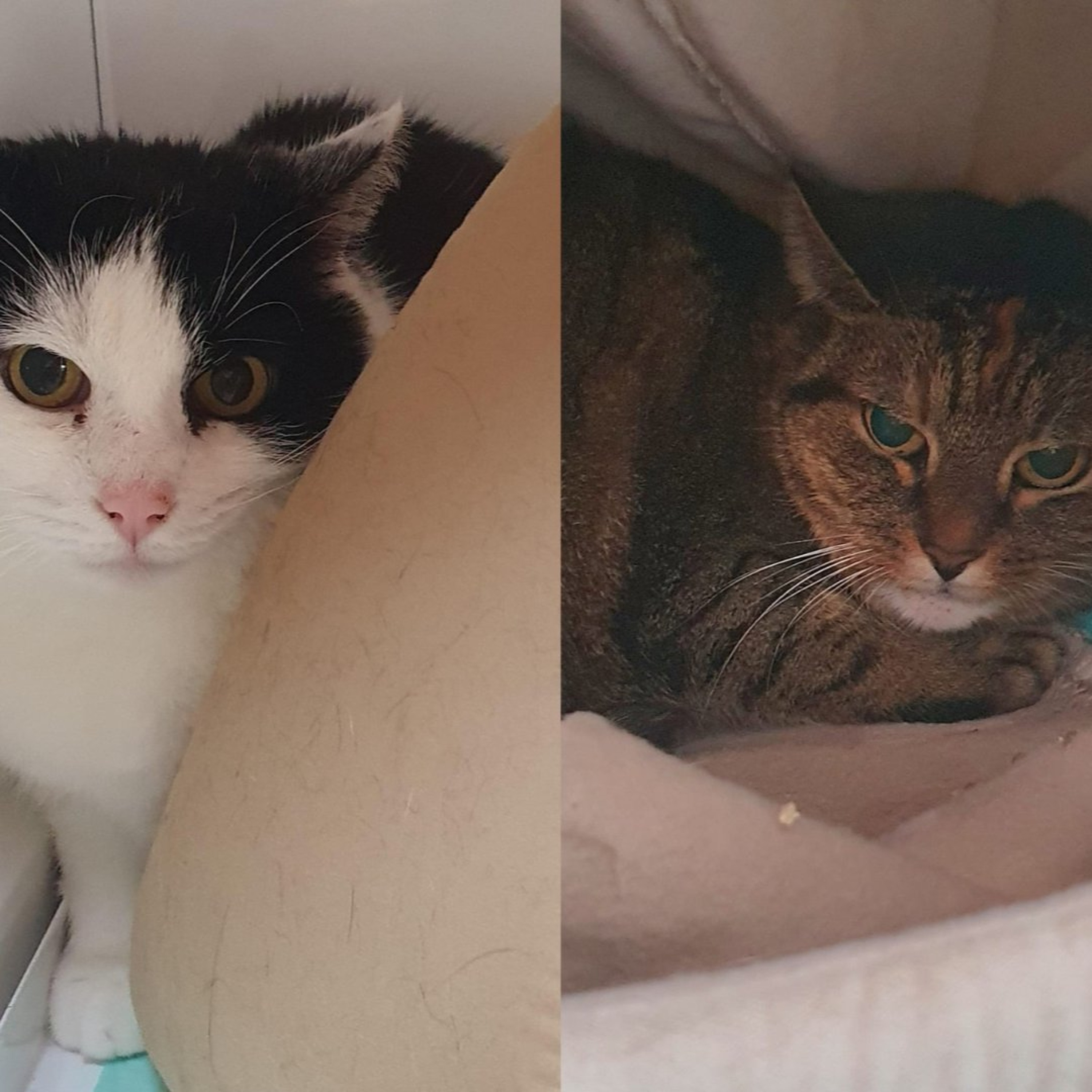 Körbchen gesucht vom 22.07.2026 - Katzen Gustav und Mathilda episode artwork