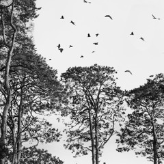 Dj Sets (guest mixs)