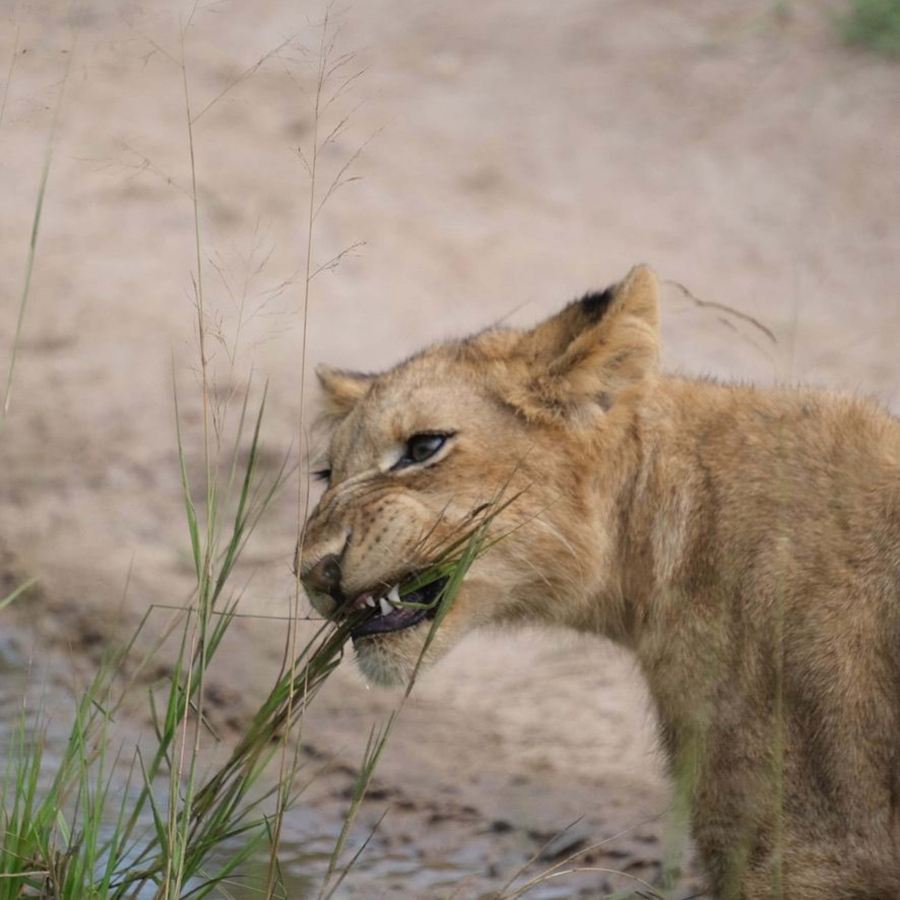 On safari in South Africa  - Carolyne Jasinski & Helen Hayes episode artwork
