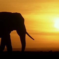 Best of Bvdub (Vocal Compilation)