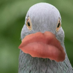 SCOOBES LOVE THE TECHNO