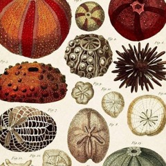 Cove [live recording]- David Bird + collective lovemusic