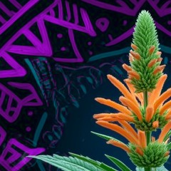 Wild Dagga (v1)
