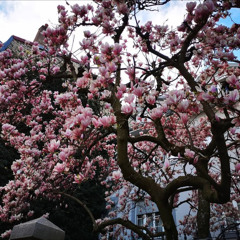 Leaves Starts Flying - DJ Grousakis (Progressive Psy Progressive)