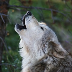 Gray Wolf Solo Love Song