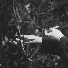 Olive Branch