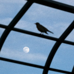 Learn To Fly [Album Soon]
