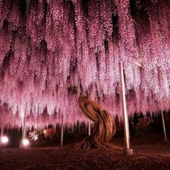 we bury sensei under the cherrytree (prod. by yubel) (scratch)