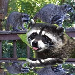 anyday now she will bring her kids by for scavenging