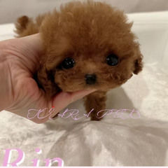RIN – Premium Micro Teacup Poodle for Loving Families in Massachusetts`
