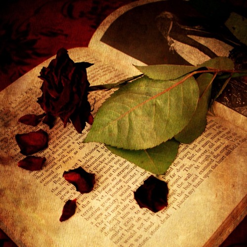 Petal (Produced by Figub Brazlevic feat. DJ Educut)